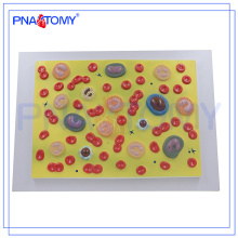 PNT-0421 Modelo De Células Sanguíneas De Ensino De Anatomia Biológica Do Corpo Humano
